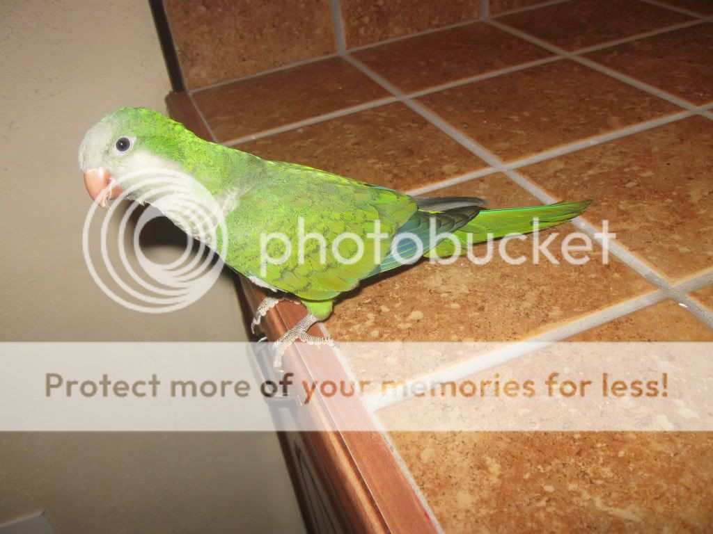 Posted Image