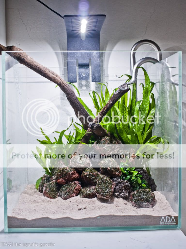 jadeicegreen s corydoras tank