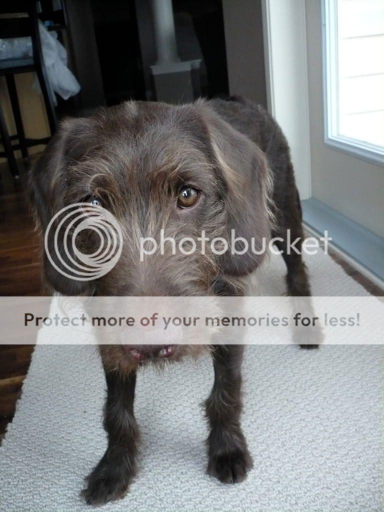 Mohawk Grooming Styles for Doodles! Labradoodle Forums