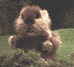 caddyshack.gif Caddyshack image by bamamom33